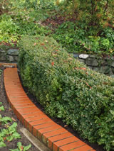 Buxus sempervirens 