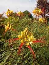 Caesalpinia gilliesii 
