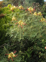 Caesalpinia gilliesii 