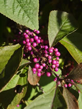 Callicarpa bodinieri 