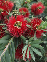 Callistemon viminalis 'Little John'