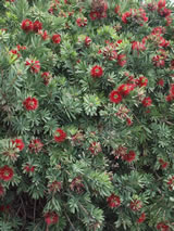 Callistemon viminalis 'Little John'