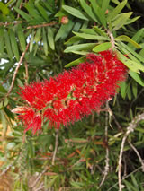 Callistemon citrinus 'Red Cluster'