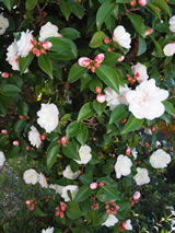 Camellia sasanqua 'Cinnamon Cindy'