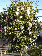 Camellia sasanqua 'Cinnamon Cindy'