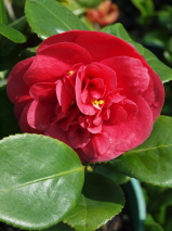 Camellia japonica 'Curly Lady'