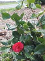 Camellia japonica 'Curly Lady'