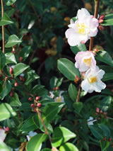 Camellia sasanqua 'Fairy Blush'