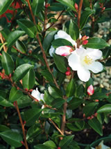 Camellia sasanqua 'Fairy Blush'