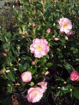 Camellia hybrid 'Nicky Crisp'