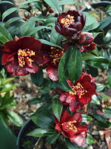 Camellia japonica 'Night Rider'