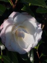 Camellia japonica 'Nuccio's Pearl'