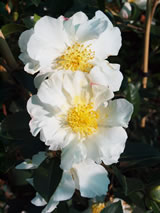 Camellia sasanqua 'Setsugekka'