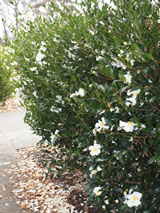 Camellia sasanqua 'Setsugekka'