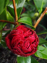 Camellia japonica 'Takanini'