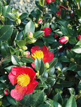 Camellia sasanqua 'Yuletide'