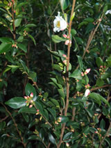 Camellia transnokoensis 