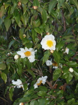 Camellia trichocarpa 