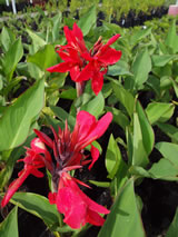 Canna x generalis 'Rangitoto'