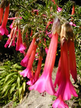 Cantua buxifolia 