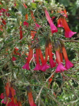 Cantua buxifolia 