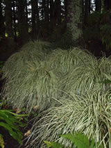 Carex morrowii 'Evergold'