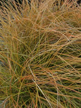 Carex testacea 