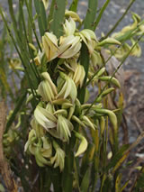 Carmichaelia williamsii 