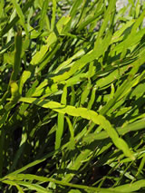 Carmichaelia williamsii 