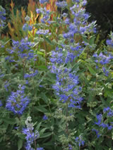 Caryopteris x clandonensis 'Dark Knight'