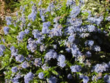 Ceanothus dentatus x thyrsiflorus 'Blue Carpet'