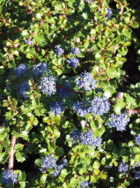 Ceanothus gloriosus var. exaltatus 'Emily brown'