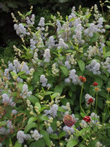 Ceanothus x delilianus 'Gloire de Versailles'