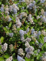 Ceanothus x delilianus 'Gloire de Versailles'