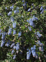 Ceanothus papillosus x thyrsiflorus 'Joyce Coulter'.