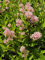 Ceanothus x pallidus 'Marie Simon'