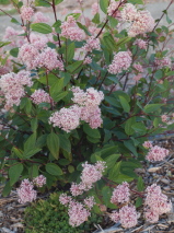 Ceanothus x pallidus 'Marie Simon'