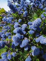 Ceanothus thyrsiflorus var griseus 'Yankee Point'