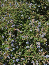 Ceanothus impressus 