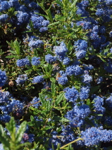 Ceanothus papillosus 'Roweanus'