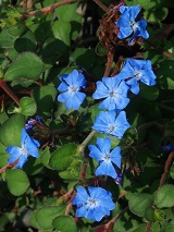 Ceratostigma griffithii 