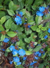 Ceratostigma plumbaginoides 