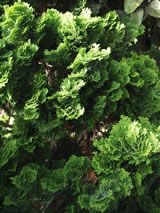 Chamaecyparis obtusa 'Nana'