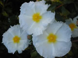 Cistus ladanifer var. petiolatus 'Bennett's White'