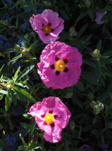 Cistus x purpureus 'Brilliancy'