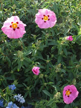 Cistus x purpureus 'Brilliancy'