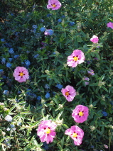 Cistus incanus x laurifolius 'Silver Pink'