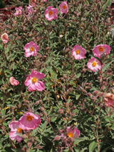 Cistus incanus x laurifolius 'Silver Pink'