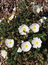 Cistus salviifolius 'Snowmound'