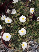 Cistus salviifolius 'Snowmound'